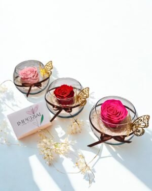 Rosa Preservada Iluminada