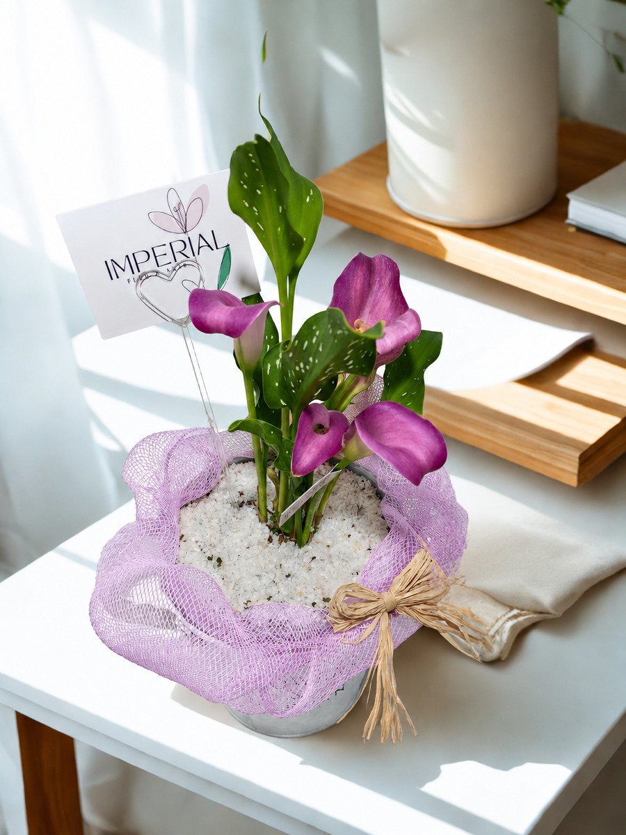 Arreglo con calas naturales en balde decorativo – Regalo que perdura a domicilio en Santiago